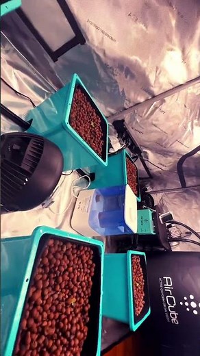Hydroponics indoor grow Acegrow Ebb and flow system Indoor grow series #hydroponics #indoor #ebbs