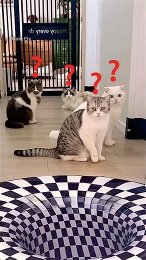 Which Cat Is Actually Smartest? 🤔