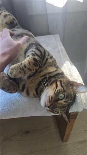 Beautiful Bengal Cat 🐈 #bengali #cats #lover #beautiful #support #subscribe #follow