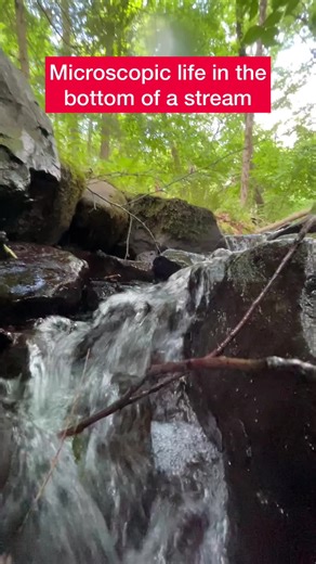 Exploring Microscopic Life in a Healthy Water Ecosystem