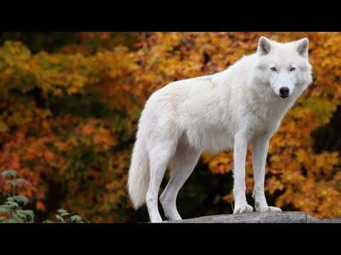 Top 6 Most Beautiful Wolves | MystTops