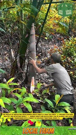 🌿🌱 **Harvesting Young Bamboo in the Forest 🎋🌾** #innovation #agriculture #bamboo