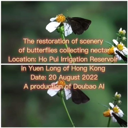 The restoration of scenery of butterflies collecting nectar - A production of Doubao AI