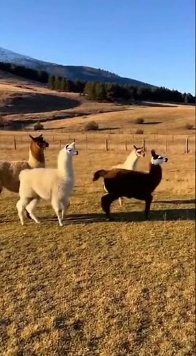 Funny llamas! #llamas #animals #nature #funnyanimals #animaljumping #mobilevideo #viral #omg