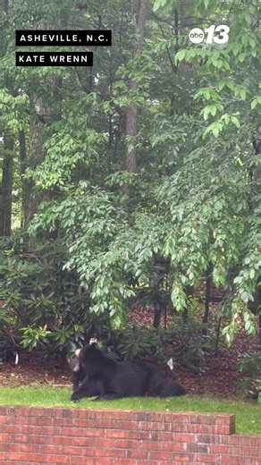 Mama bear enjoys peaceful day with baby bears