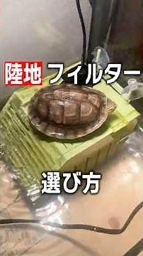 [Filtration] Too many options, I can't choose! How to pick the right land filter for your turtle