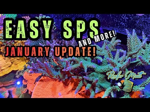 Easy SPS Coral and More!
