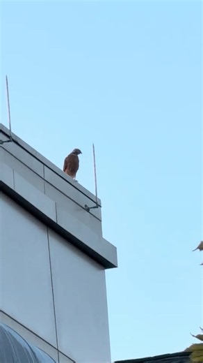 Why Do Juvenile Red-Tailed Hawks Cry Out? They’re Hungry!
