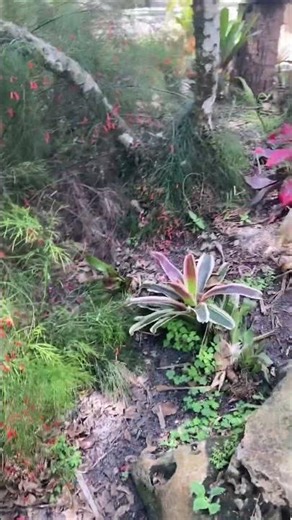 a recording of a plant