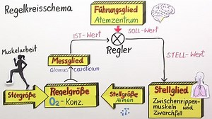 Atmung – Regulation der Sauerstoffkonzentration im Blut | sofatutor.com