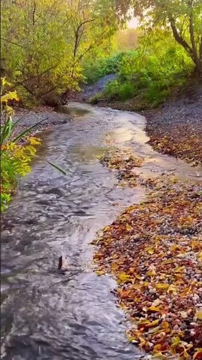 Babbling brook sounds. Full 10 hours 4k video already on our YouTube channel #nature