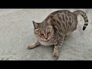 Hungry Feral Cat Won’t Stop Meowing! 🐱