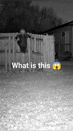 Most three dangerous clip record last in one very Uncertain|#shortsfeed #youtube #unbeliveable#clip