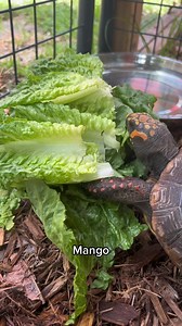 25K views · 497 reactions | Spring 2022  • • #kinkajou #honeybear #kinkatopia | Kinkatopia | Facebook