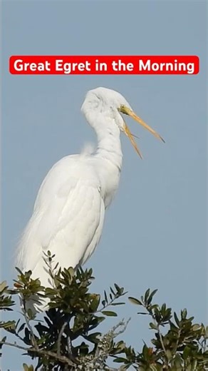 Great Egret Morning #greategret