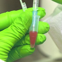 A Detailed Protocol for Characterizing the Murine C1498 Cell Line and its Associated Leukemia Mouse Model