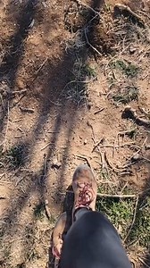 124K views · 5.6K reactions | Who else jumped #DIYwithBlock #catsoftiktok #tiger #mcdonaldshacks #animals #cat #goodmorning | Brittney Olson | Facebook