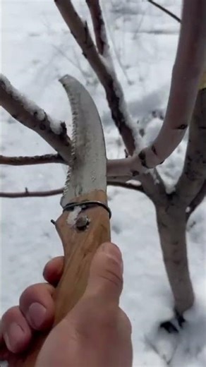 ❄️ Winter Tree Pruning with a Hand Saw