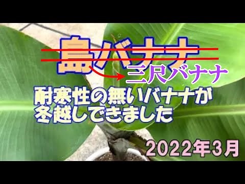 バナナの冬越し