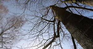 leafless deciduous trees in the spring season, beautiful bare branches of deciduous trees after winter