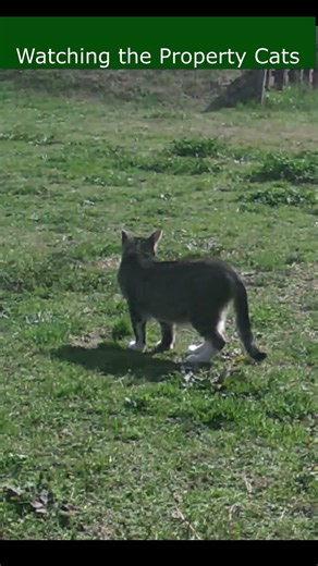 Watching the Property Cats 38