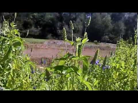 Easy to grow Chia - Love and Sunshine