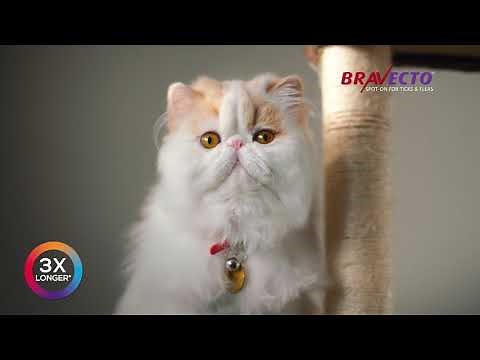 Bravecto® Spot-On For Cats