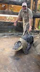 657K views · 7.3K reactions | NEW FEMALE GATOR AT THE ZOO | Jayprehistoricpets | Facebook