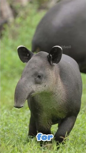 The Secret Life of the Tapir | Rainforest’s Hidden Giant #wildveill #ytshorts
