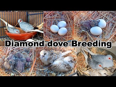 Diamond dove breeding eggs lying to hatching full breed eggs and chicks