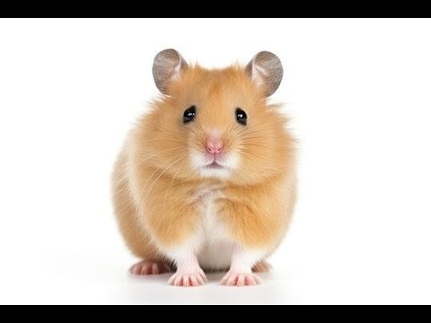 chat install windows 7