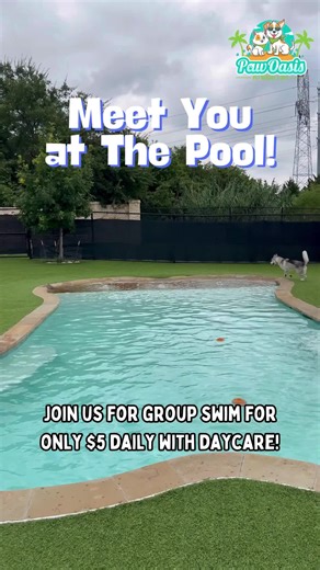 Did you know we have a dog bone-shaped pool just for your pups to enjoy? 🐾✨ Dive into fun and let your furry friends splash around in their own little paradise! 🐶💦 #dogdaycare #doggydaycare #dogmom #dogdad #dogparent #pool #swim #poolday #dogsswimming #cute #fun #summer #thecolonytx #lewisvilletx #carrolltontx
