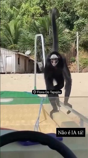 Macaco-aranha é flagrado andando 'como humano' na praia e interagindo com turistas no Pará