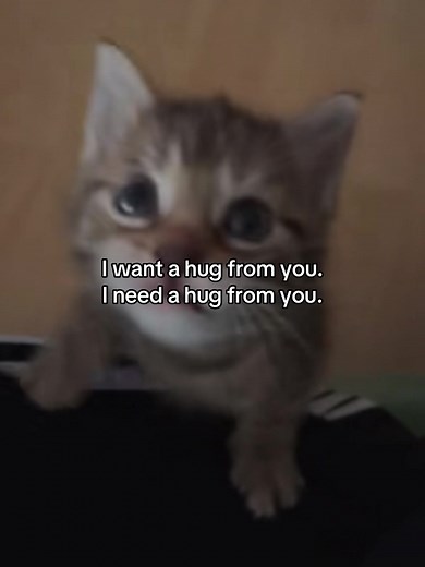 Cat Hugging Owner - Cute Kitten Videos for Your Heartwarming Pleasure