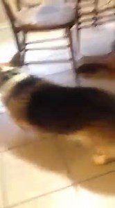 250 reactions · 26 comments | Good morning Norman. | Celtic Corgi Rescue | Facebook