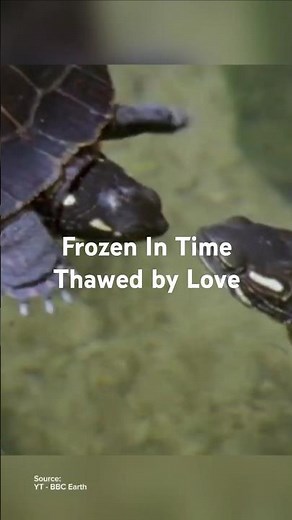 Winter Wonders: Resilience of North American Painted Turtles