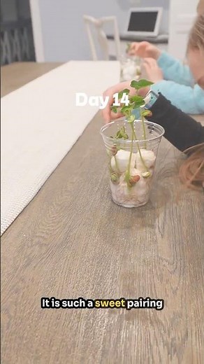 Jack and the Cotton Ball Beanstalk Activity