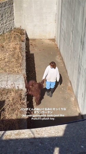 I think i've just found a crazy narrative that can run,Popo-Chan is a sumatran orangutan, at the Ichikawa Zoo (Same Zoo as Punch) Popo was born on Feb 24th 2018, lost her mother when she was just 5 years old like PunchNow she is being cared by a keeper and she's fallen in love with her, walking around the sanctuary holding hads etc Popo has not even been ran yet? but it's got the same exact story as Punch!I've even found a old video that the Zoo posted of Popo-Chan celebrating her birthdayhttps: