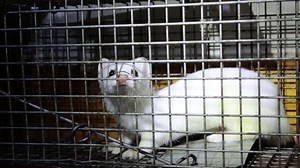 This rare white weasel stole the hearts of two animal rescuers, after causing havoc in one couple’s home 😍 | Storytrender