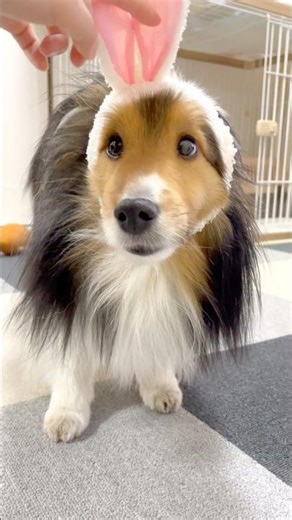 I made Kiki's theme song using AI #dog #doglife #sheltie #shorts #aivideo