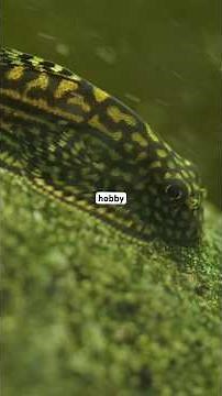 10 Easy Beginner Fish!!