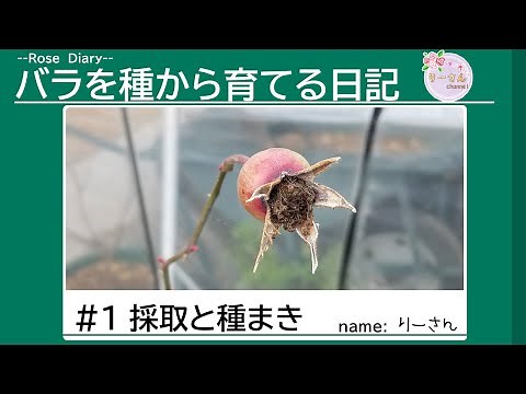 [Rose Growing Diary #1] Collecting and sowing seeds! I want to create my own original variety!!