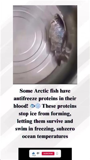 HOW ARCTIC FISH SURVIVE. #freakyfacts