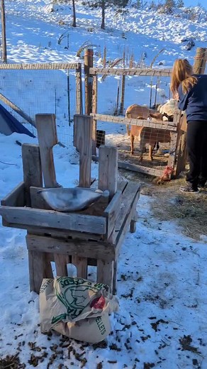 MountainSpringHomestead on TikTok