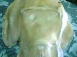 Russian fishermen catch squeaking alien and eat it