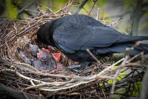 Bird-brained? Climate change may affect intelligence in birds - The Weather Network