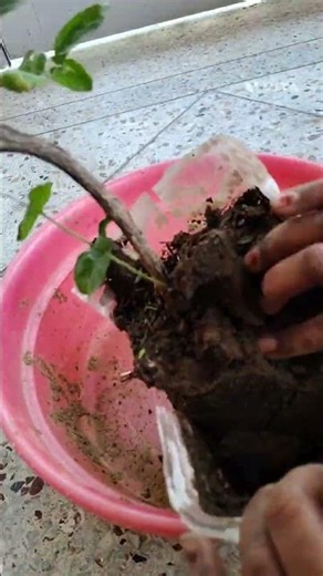 shifting beli flower plant #flowergarden #plantsofindia