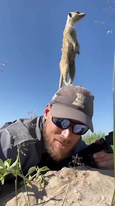 Would a Mongoose Make a Good Pet？  #mongoose | Nebula Muse | Facebook