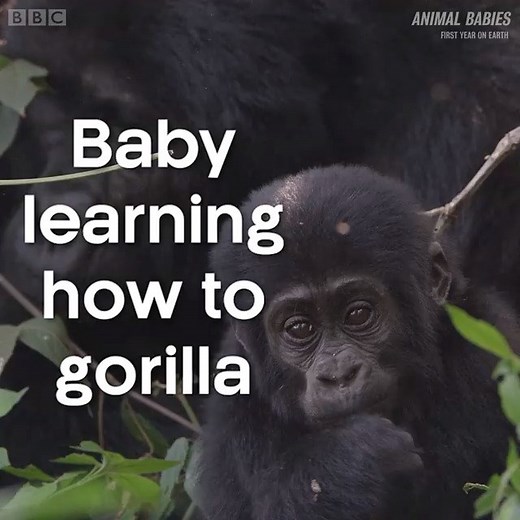 14M views · 56K reactions | Scientists don't know the reason why this female baby gorilla beats her chest, but she sure is good at it! 轢 #AnimalBabies | BBC Earth | Facebook