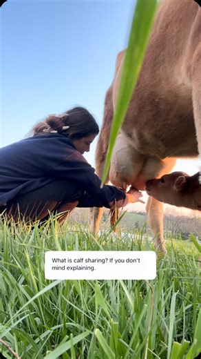 7.2K views · 2.6K reactions | Calf sharing is when a farmer shares...